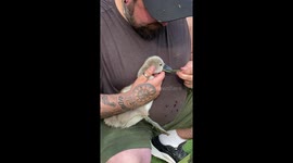 Empathetic dad wins hearts by rescuing a baby swan that was choking on a weed