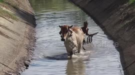 Locals struggle to catch pregnant cow thrashing through water while stranded in canal