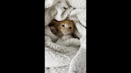 baby cat, rainy day, cold, warm in his white blanket, charming, affectionate, playful, playful