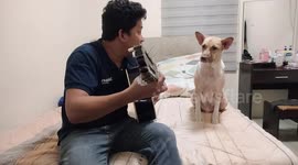 Singing pet dog howls notes while his owner plays guitar
