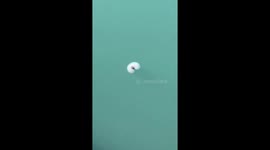 Weird looking sea creatures spotted off coast of Northern Ireland