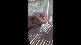 Man trims the Rhino's horn to save it from poaching *Animal Rescue*