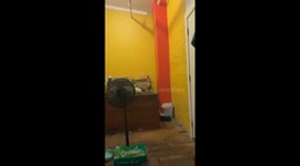 Cat Falls, Fails To Catch Fly