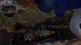 The End Of Tiger That Died After entangled by Pig Trap in Farm