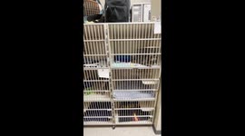 Caged Cats Have a Conversation