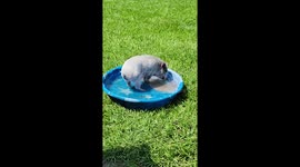 Frank the Pig Tries the Pool