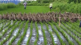 Rice Farmer Uses Thousands Of Ducks To Weed Her Paddy Fields in Jilin, China