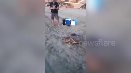 Vulnerable Loggerhead Sea Turtle's Early Nesting Struggle in Orihuela, Alicante, Spain