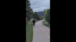 People Walk Way Too Close To Elk Herd