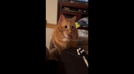 Kitty Gags at Dinner