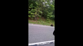 Passing Car Throws Chips at Roadside Bear