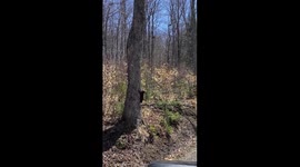 Little Bear Runs Across The Road