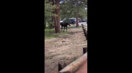 Moose In Rocky Mountain National Park Lot