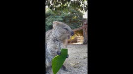 Quokka Enjoy Munching on His Leaf