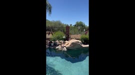 Bobcat Hangs Out Under Bushes