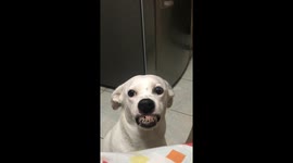Dog grins from ear to ear as owner sings 'If you are happy and you know it, SMILE!'