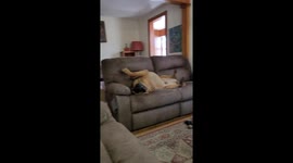 Lazy Dog Relaxes on Couch