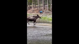 Moose Splashes Through Sprague Lake
