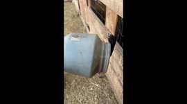 Chicken Hides in Plastic Container