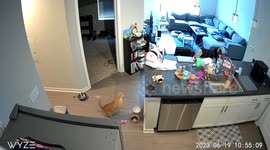 Feline Fiasco: Orange cat fails miserably at jumping