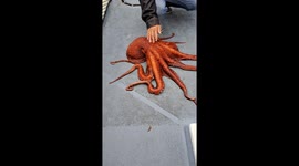 Giant Pacific Octopus caught on Southern California fishing boat, clip 2