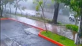 Tree Vehicle driver escapes from falling tree due to rain in Guatemala
