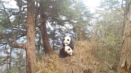 ICYMI: Rare footage of wild panda mating in southern China