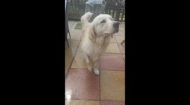 Revealing the Secrets of the Wet Dog Shake: Slow Motion Edition!