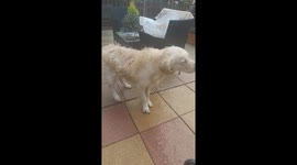 After a dip in the swimming pool i do the Wet Dog Shake: Slow Motion Edition!