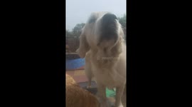 This golden retriever Dog is licking the window in this hilarious clip in slow motion