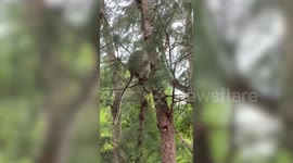 Wild monkey scopes out tourist from tree before stealing his food