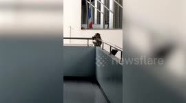 Wild monkey wanders inside school while pupils exercise at gym