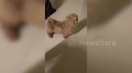 Amusing pet owner startles jumpy Shih Tzu dog