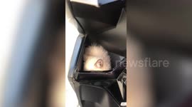 Adorable Siamese kitten sits inside scooter's pocket compartment while riding with owner