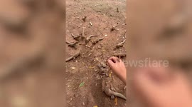 Dozens of brown lizards enjoy flying ants ‘lunch party’