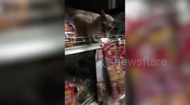 Pet cat caught trying to steal dried octopus snacks from store