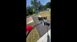 Fun loving Alaskan Malamute Dotty joins the children in the splash park