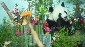 Nanning Zoo Holds 7th Birthday Celebration For Twin Pandas in Nanning, Guangxi, China