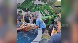 Firefighters rescue spooked horse that jumped into swimming pool in Florida, US