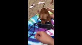 Petite pup guards owner's bag taking directive to heart