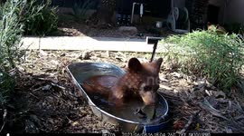 Garden water station becomes playground for ENTIRE bear family