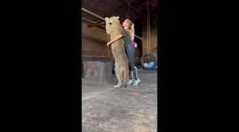 Owner Hugs Her Pet Puma