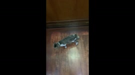 Cat Patiently Waits For His Floor