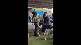 Begging Dog Wags Paws