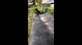 Precious Puppy Can't Preserve Poise