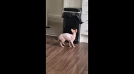 Cat Controls Motion Sensor Bin