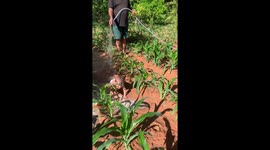 Baby Is Watered With The Plants