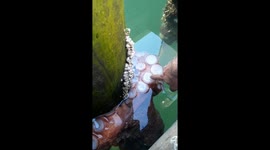 Holding Hands With Pacific Giant Octopus