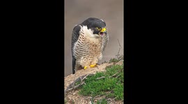 Peregrine Falcon Coughs Up Pellet