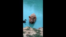 Cutest Best Friends Are Definitely Both Ducks